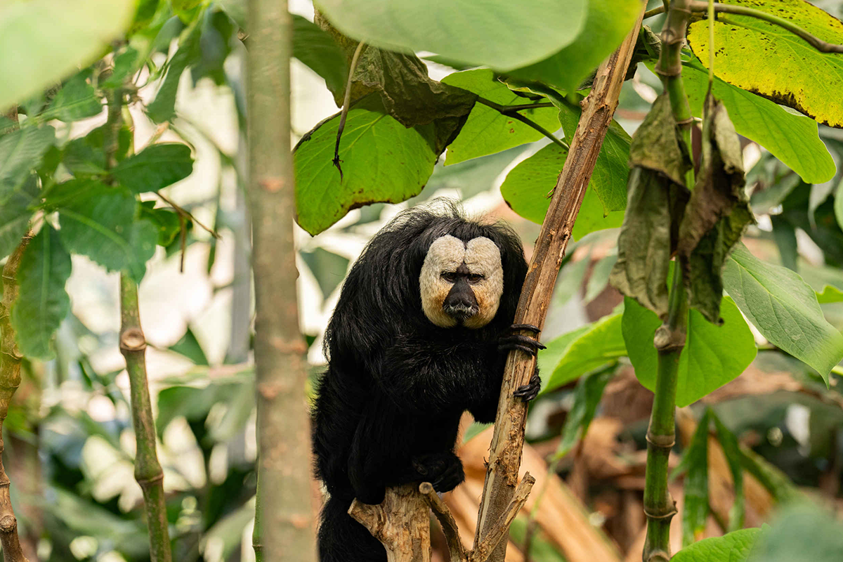 Entreeticket ZooParc Overloon