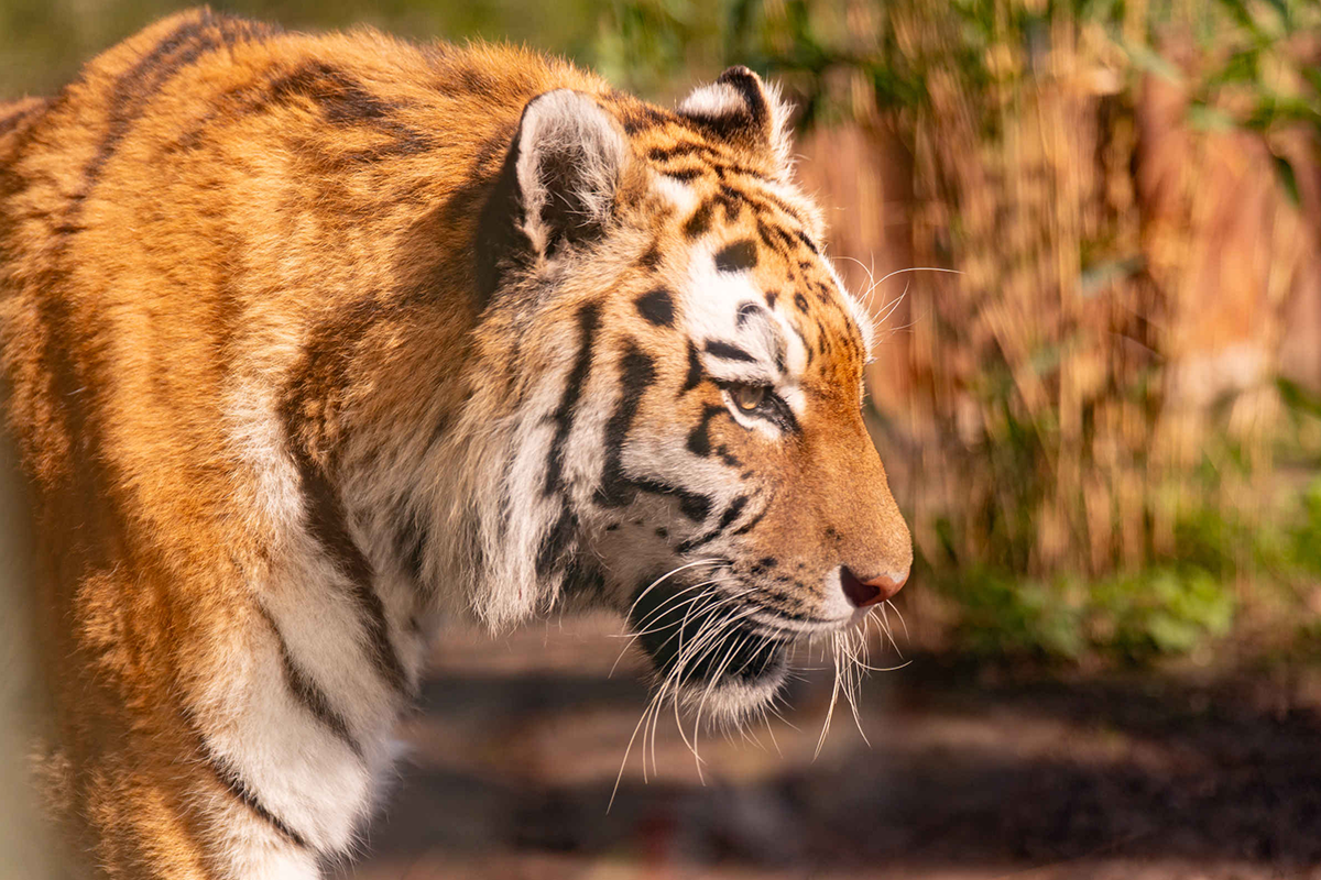 Entreeticket ZooParc Overloon