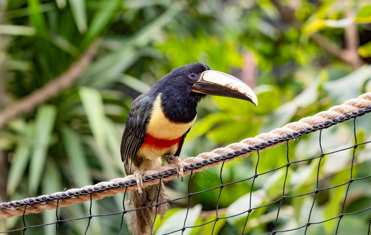 Entreeticket Almere Jungle + hapje en drankje
