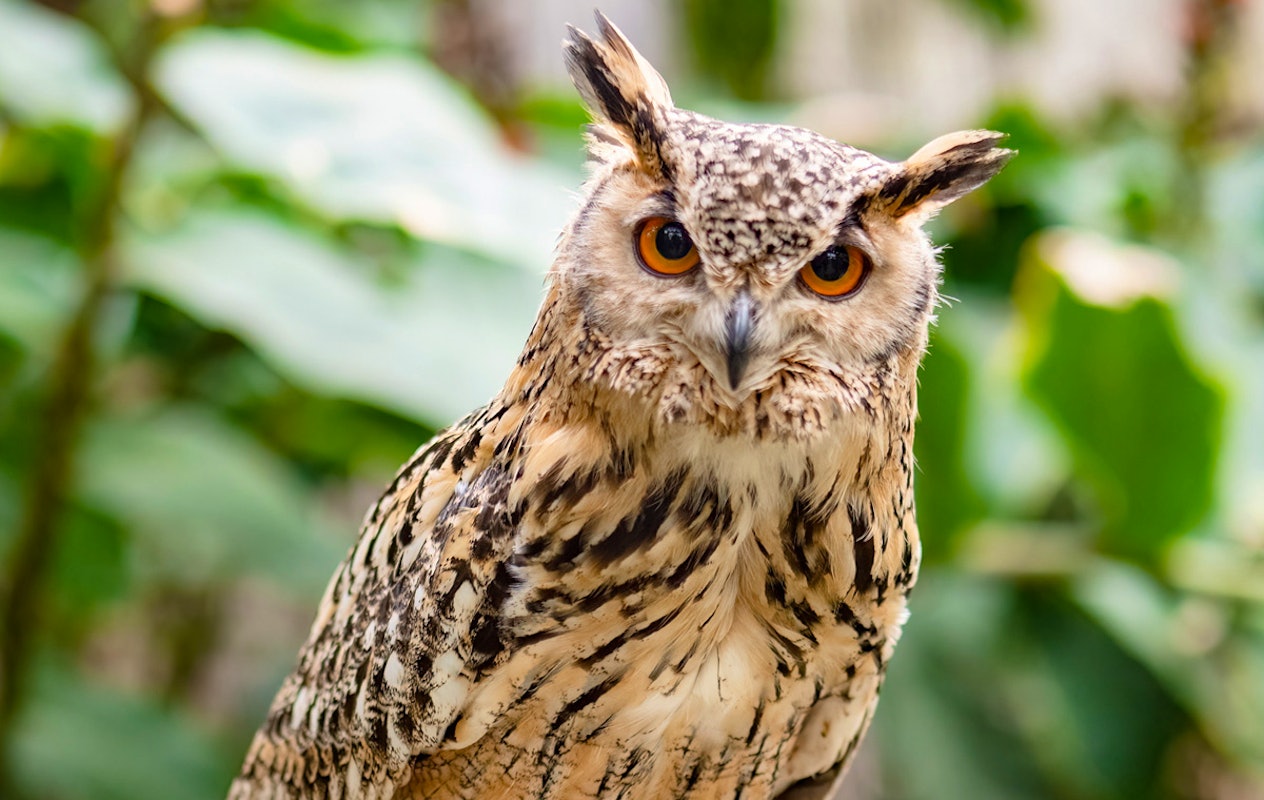 Entreeticket Almere Jungle + hapje en drankje