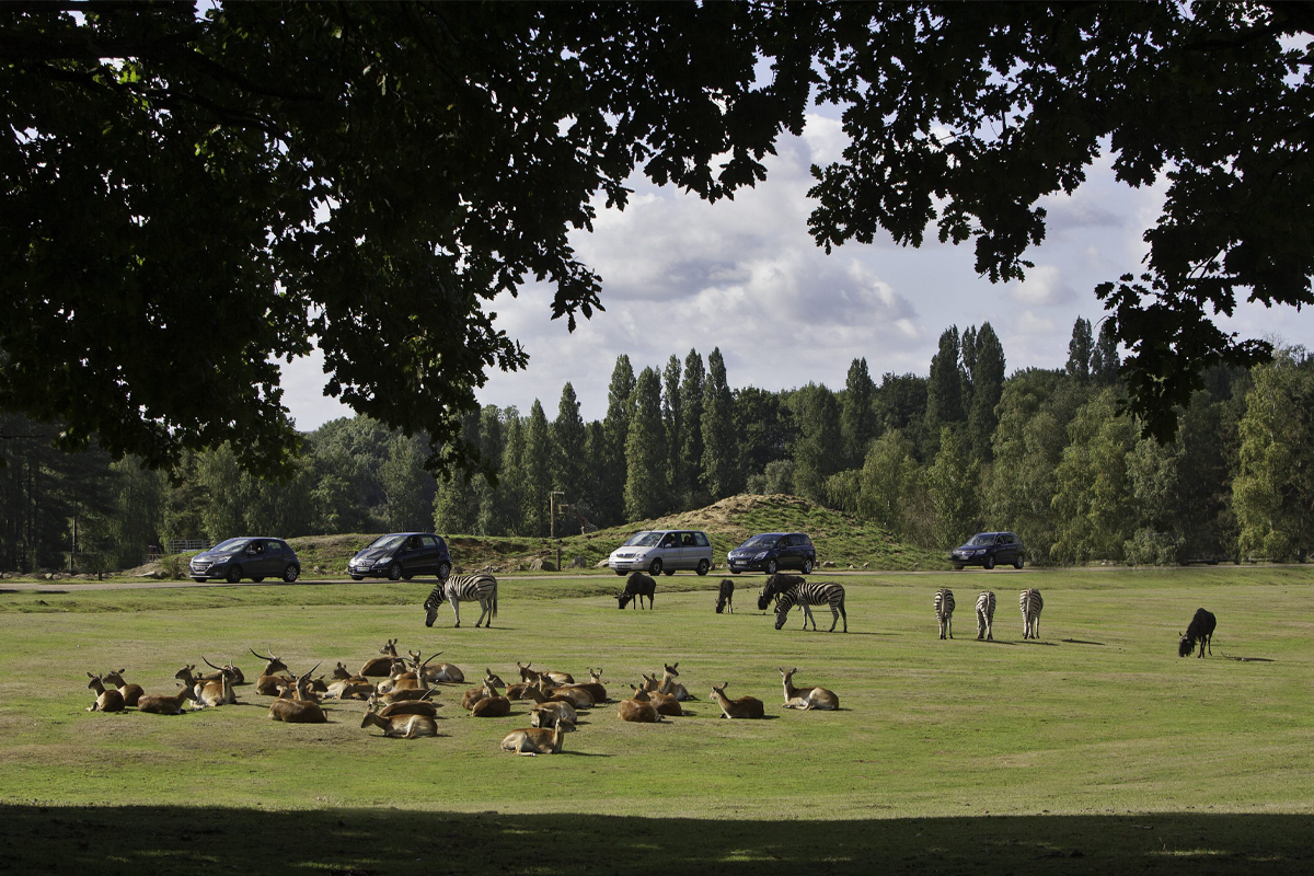 Entreeticket Thoiry Zoo Safaripark