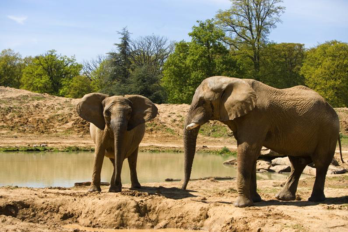 Entreeticket Thoiry Zoo Safaripark