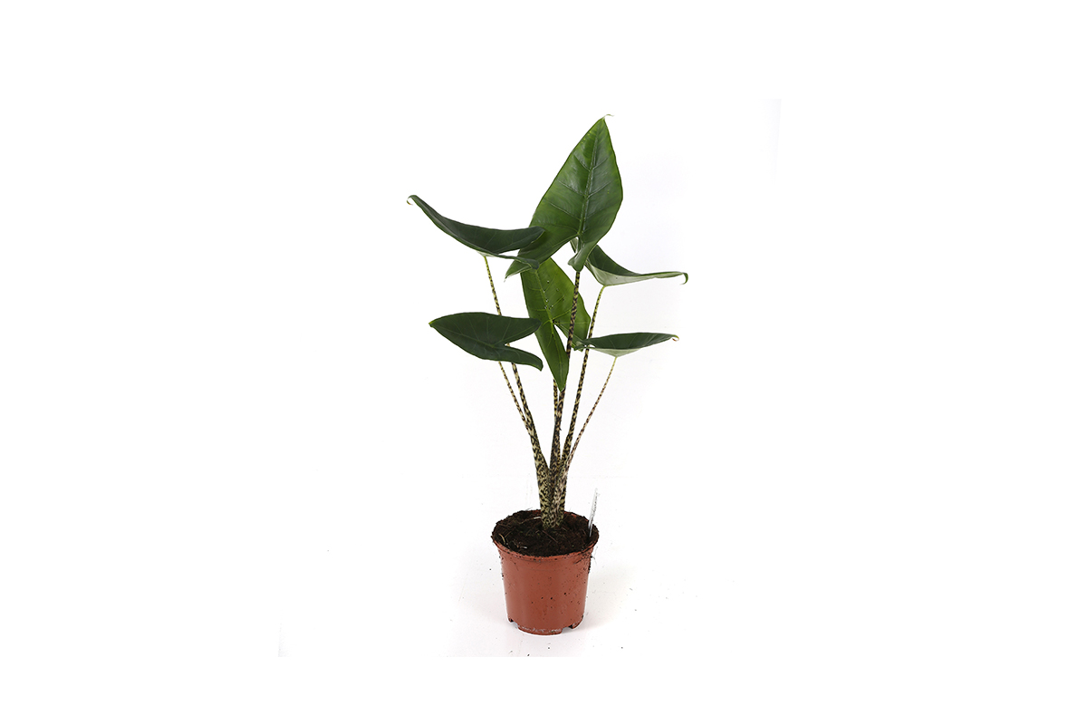 Fleur je huis op met de Alocasia Olifantsoor Zebra!