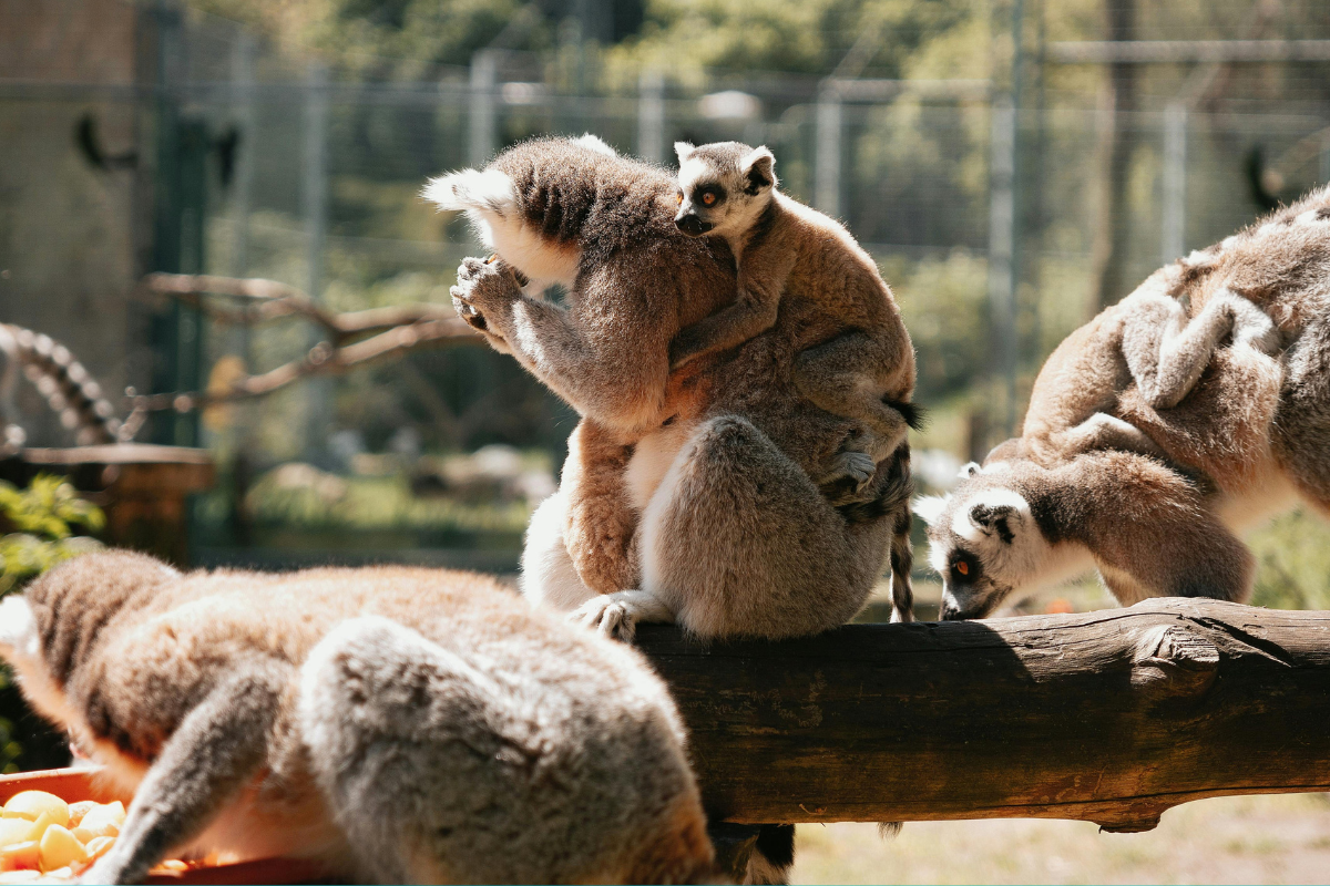 Maak GRATIS kans op de Beestachtige Avonturenpas