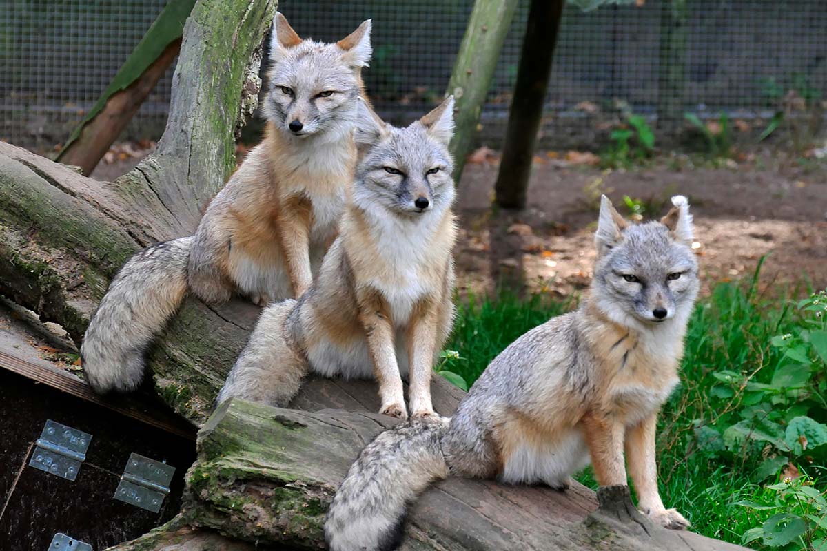 Maak kans op een Zookeeper-4-a-day arrangement bij Dierenpark ZiE-ZOO