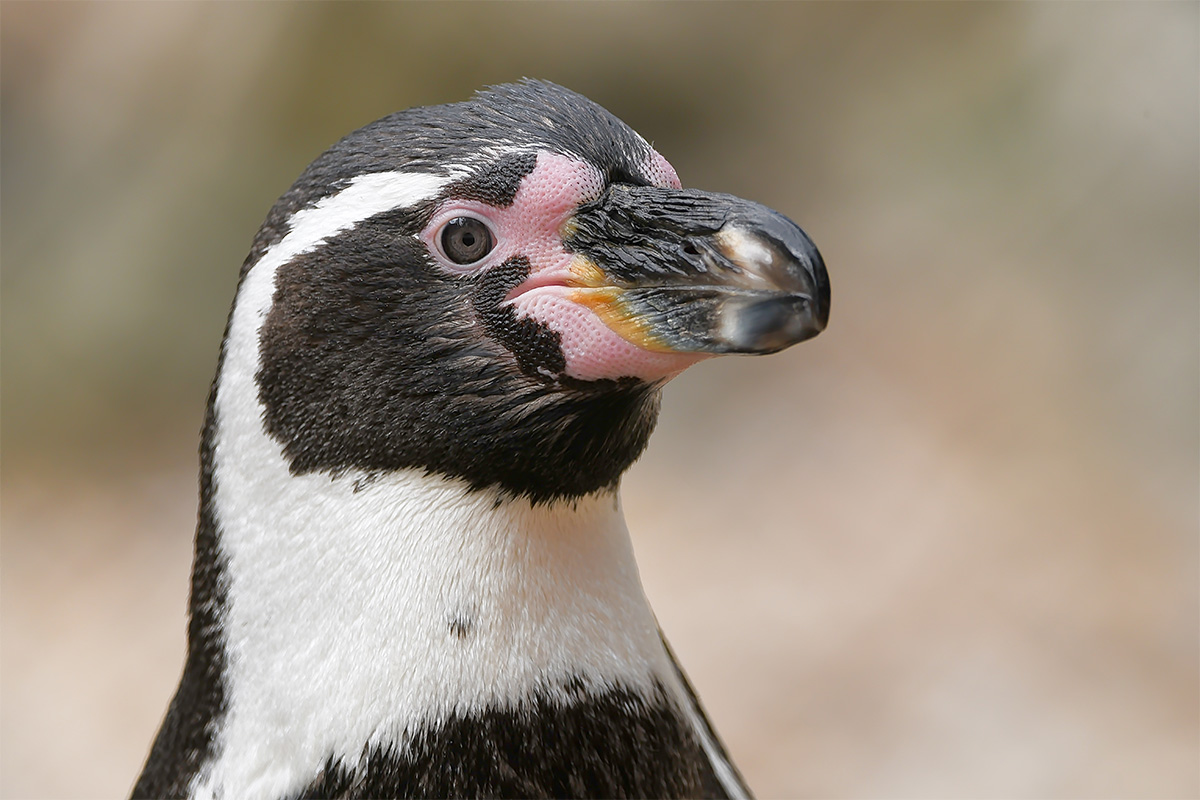 Maak kans op een Zookeeper-4-a-day arrangement bij Dierenpark ZiE-ZOO