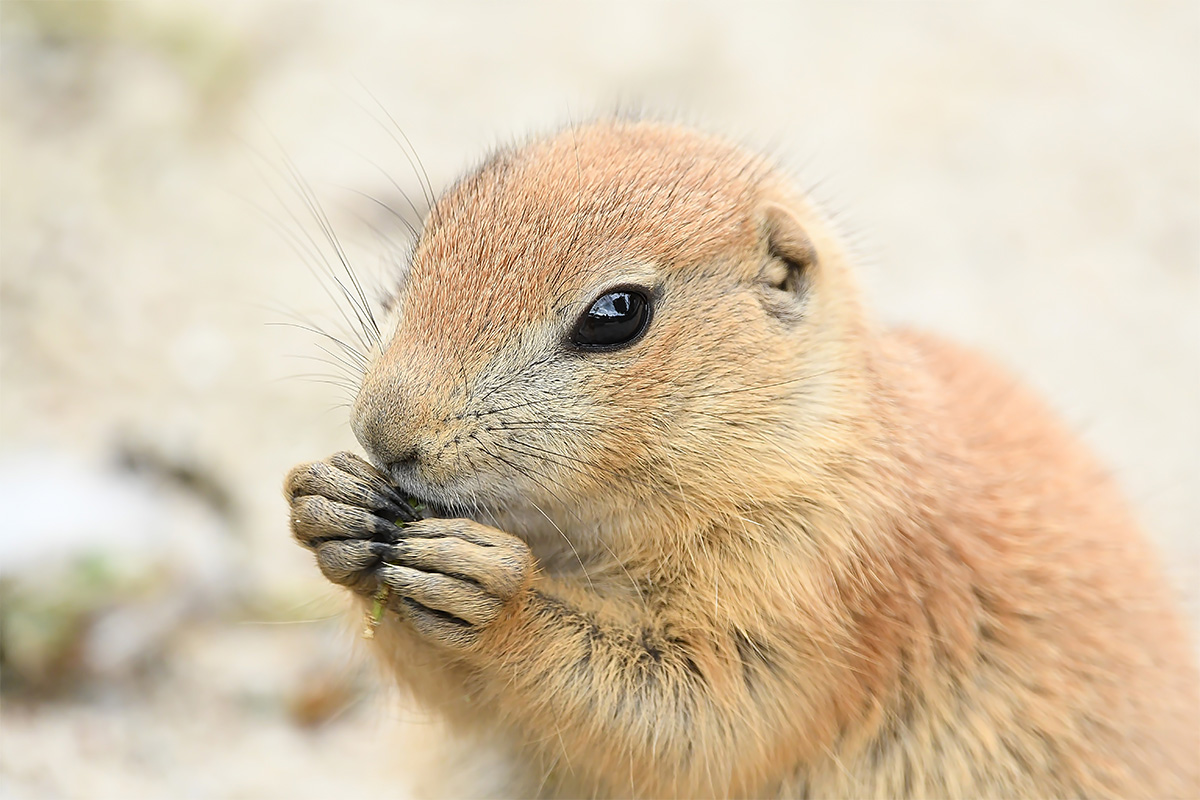 Maak kans op een Zookeeper-4-a-day arrangement bij Dierenpark ZiE-ZOO