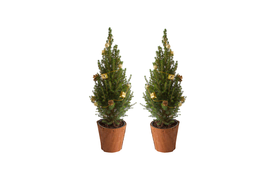 Haal de kerst in huis met een set van 2 miniatuur kerstbomen! 