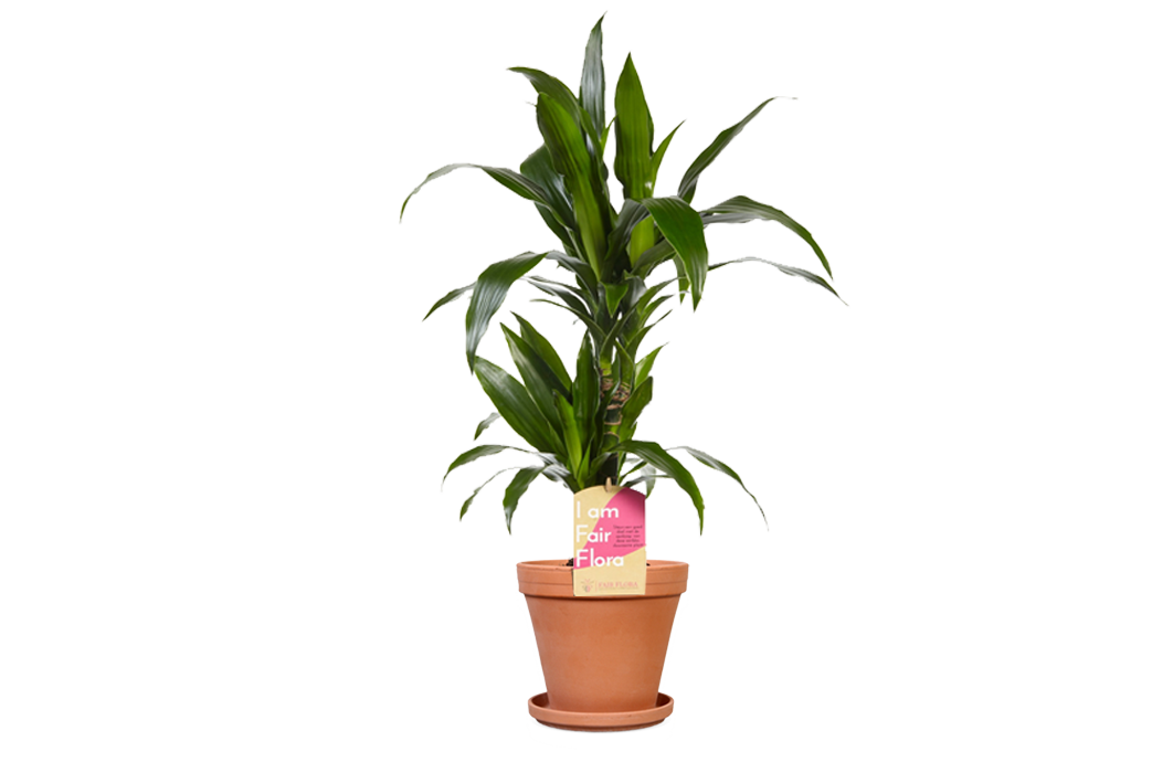 Haal de luchtzuiverende Dracaena in huis!