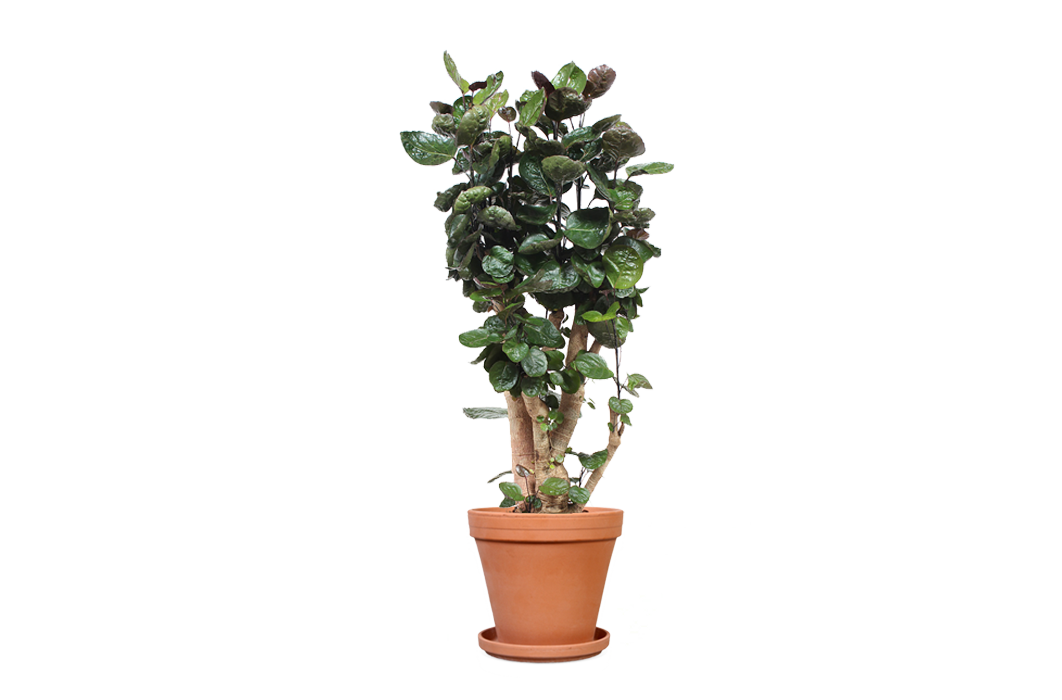 Haal de natuur in huis met de Polyscias Fabian!