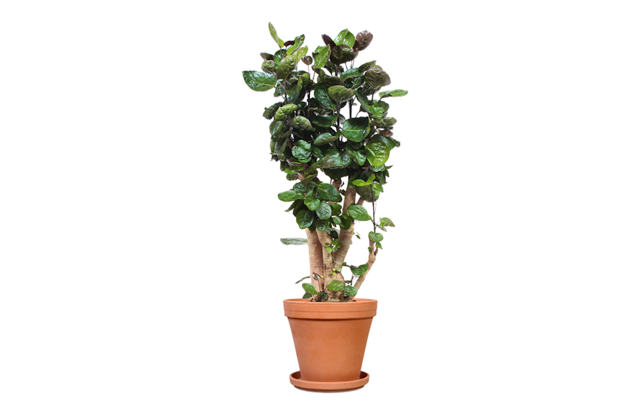 Haal de natuur in huis met de Polyscias Fabian!