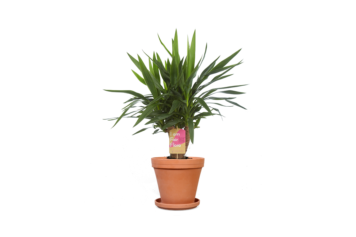 Haal de stoere kamerplant Yucca in huis! 