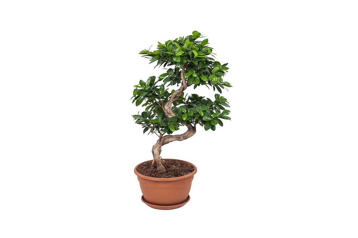 Haal een mooie miniatuur van de grote Ficus Bonsai in huis!