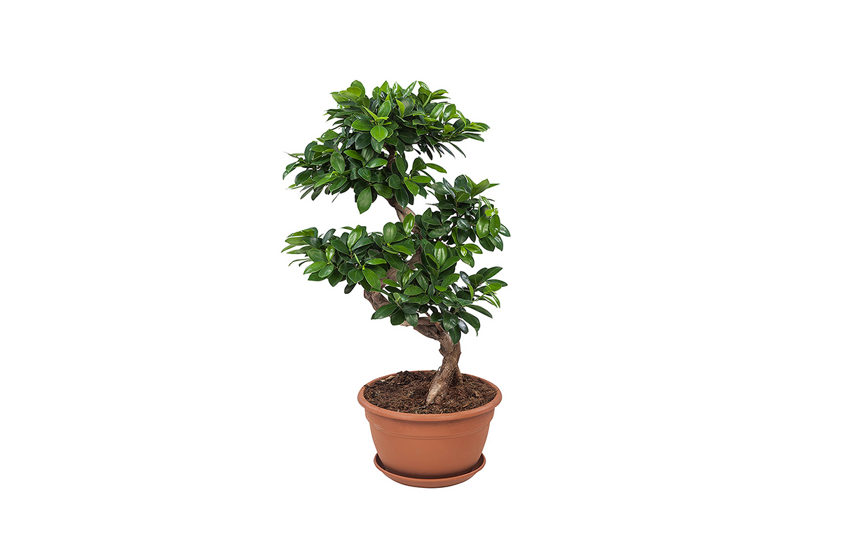 Haal een mooie miniatuur van de grote Ficus Bonsai in huis!