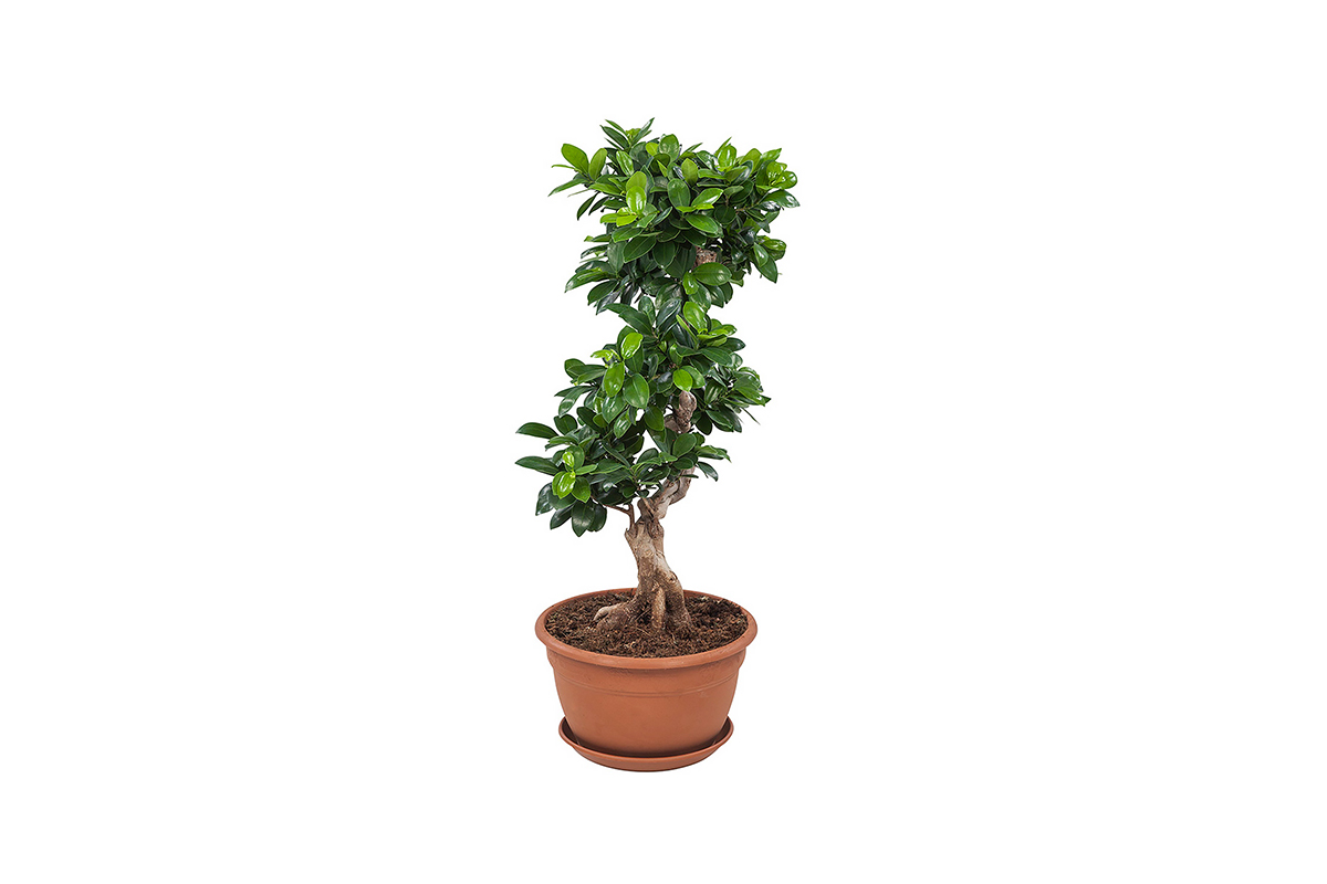 Haal een mooie miniatuur van de grote Ficus Bonsai in huis!