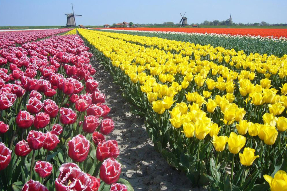 Hotelarrangement bij Hotel Alkmaar (2 personen)