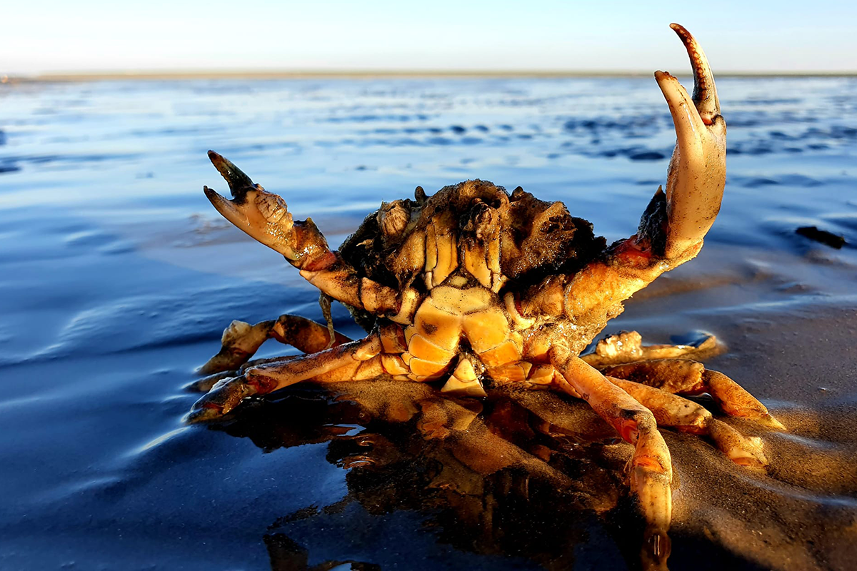 Overnachting + ontbijt bij Hotel Waddengenot (2 personen)