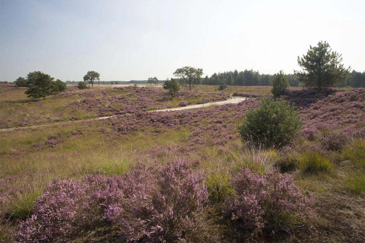Huur een E-chopper bij Scooter Huren Brabant