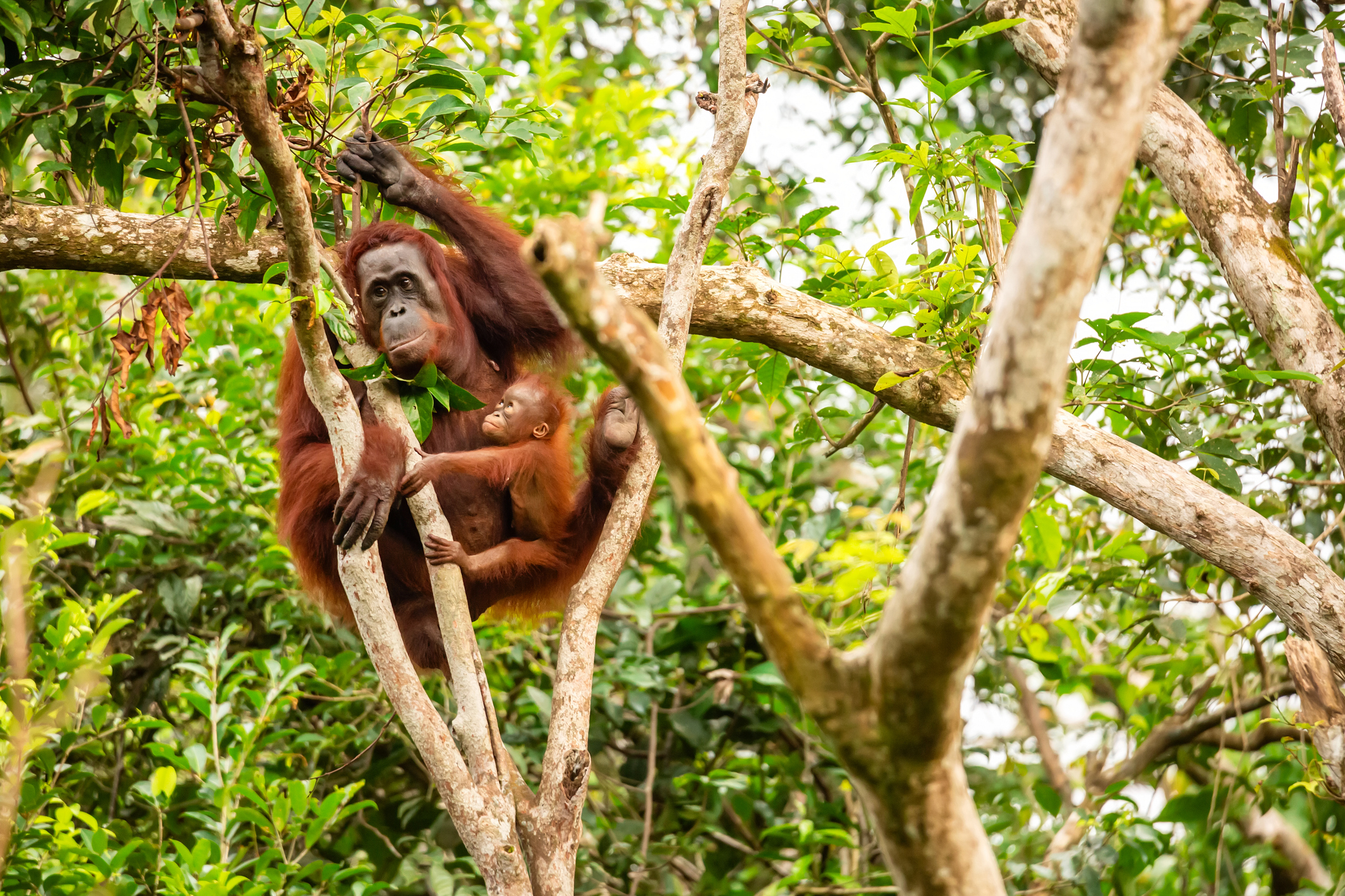 De leukste dierentuinen in Nederland