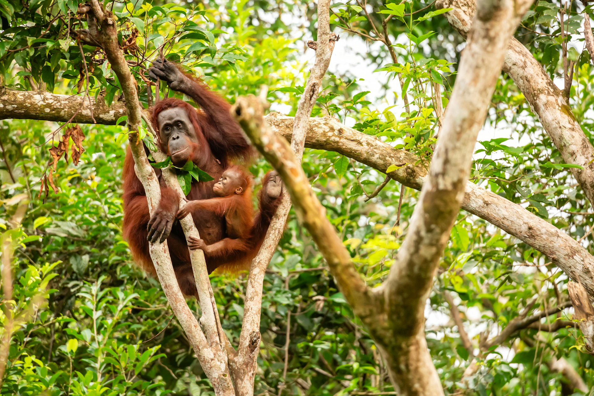 De leukste dierentuinen in Nederland