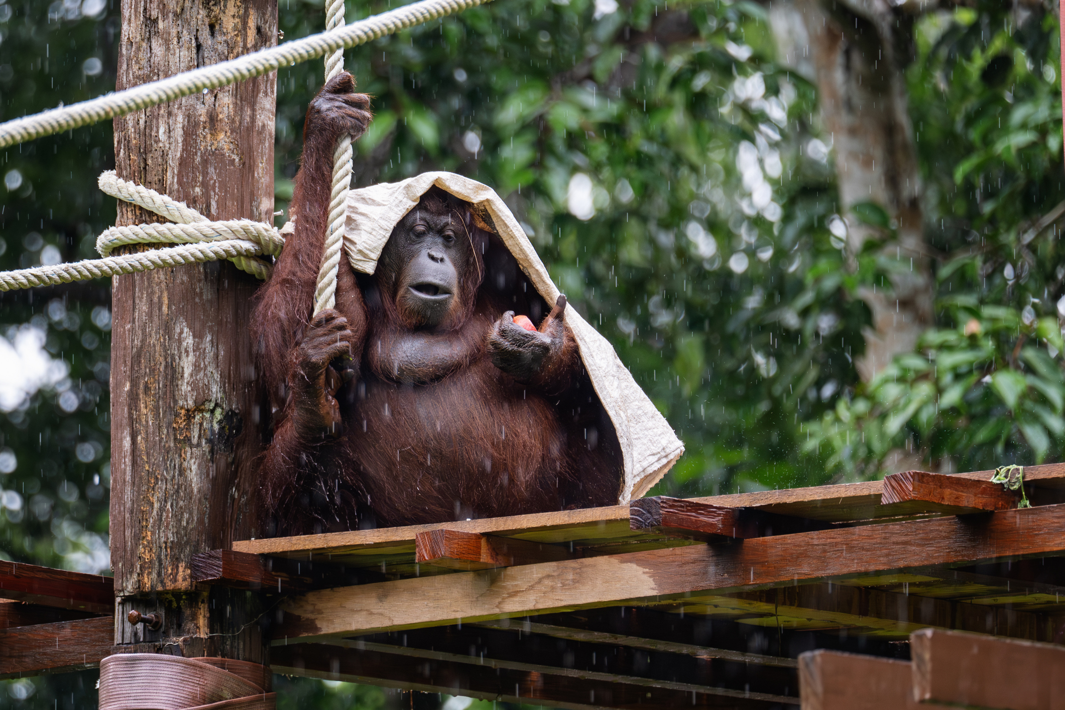 Allwetterzoo Münster: Dein Abenteuerparadies für Tierfreunde bei jedem Wetter!