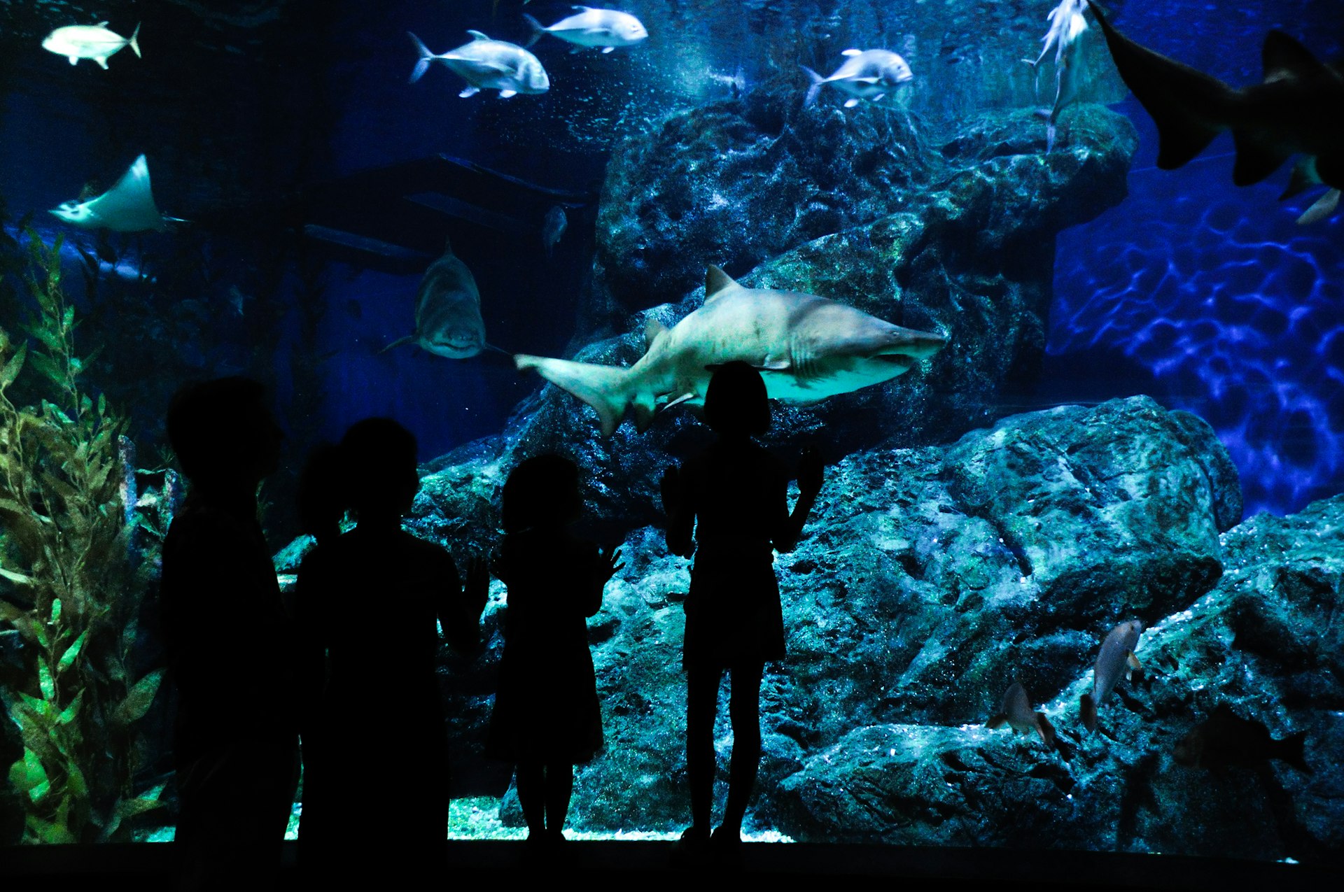 Ontdek SEA LIFE Scheveningen met korting