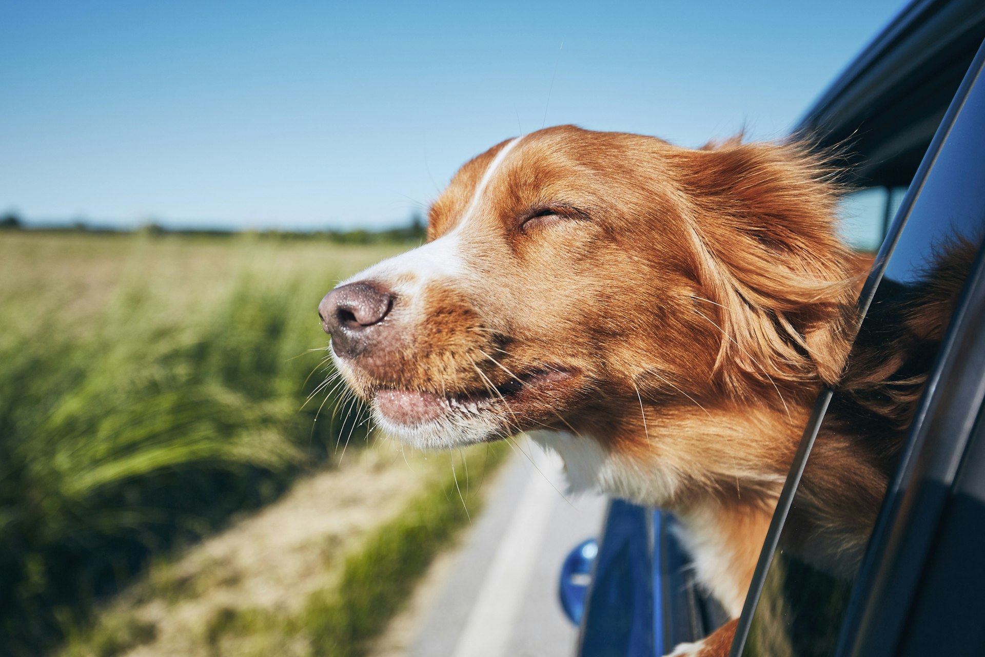 Dierendag uitjes: Dieren, fun & activiteiten