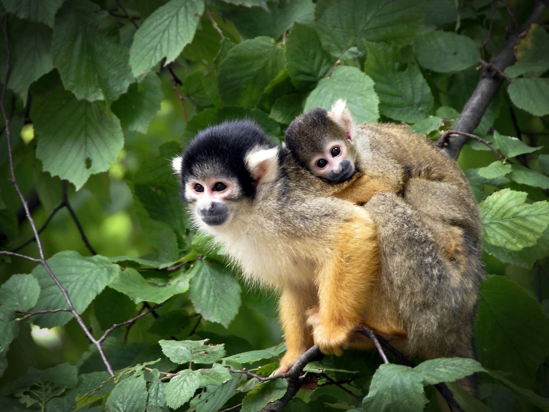 Ontdek Best Zoo met korting