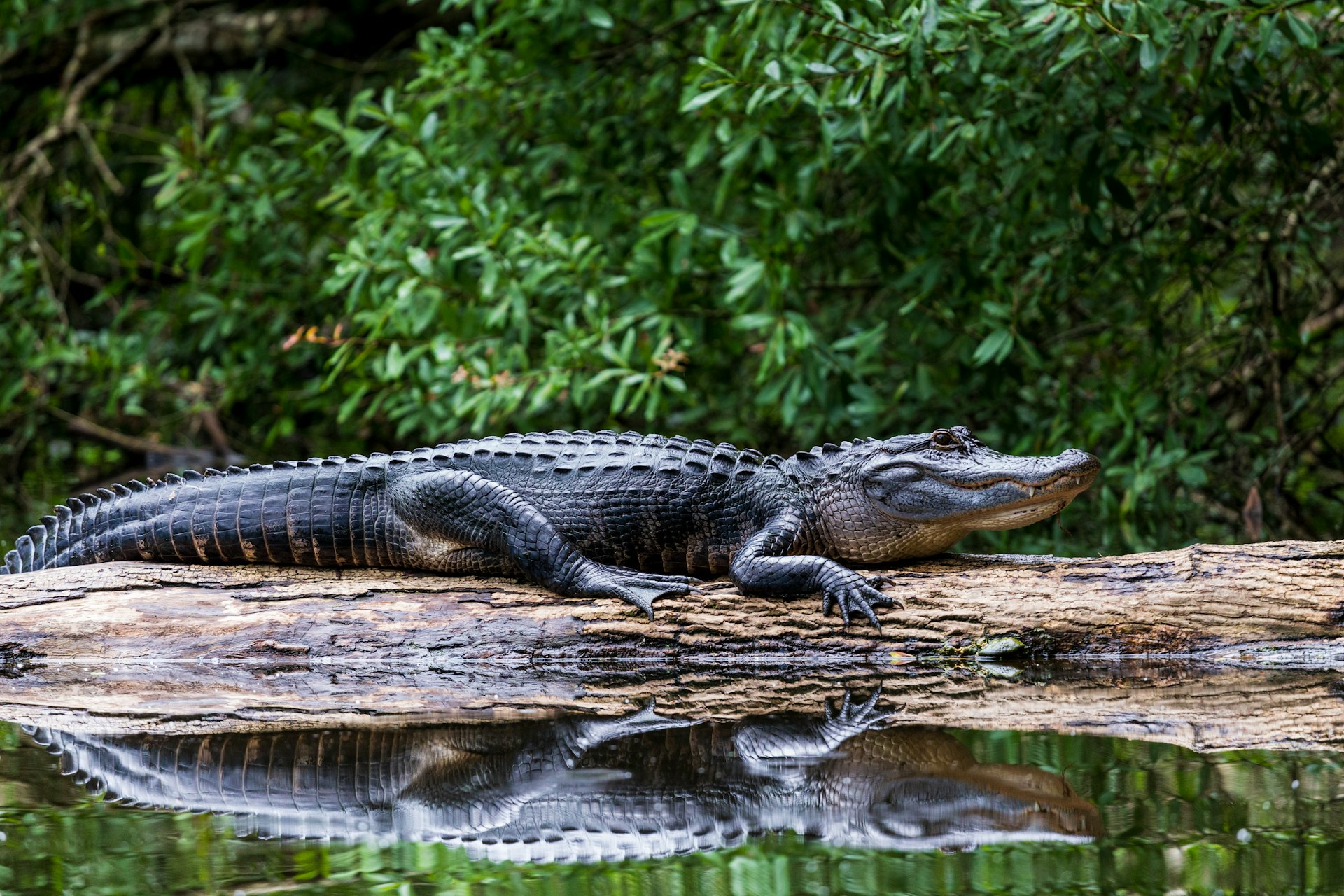 Ontdek Zoo Veldhoven met korting