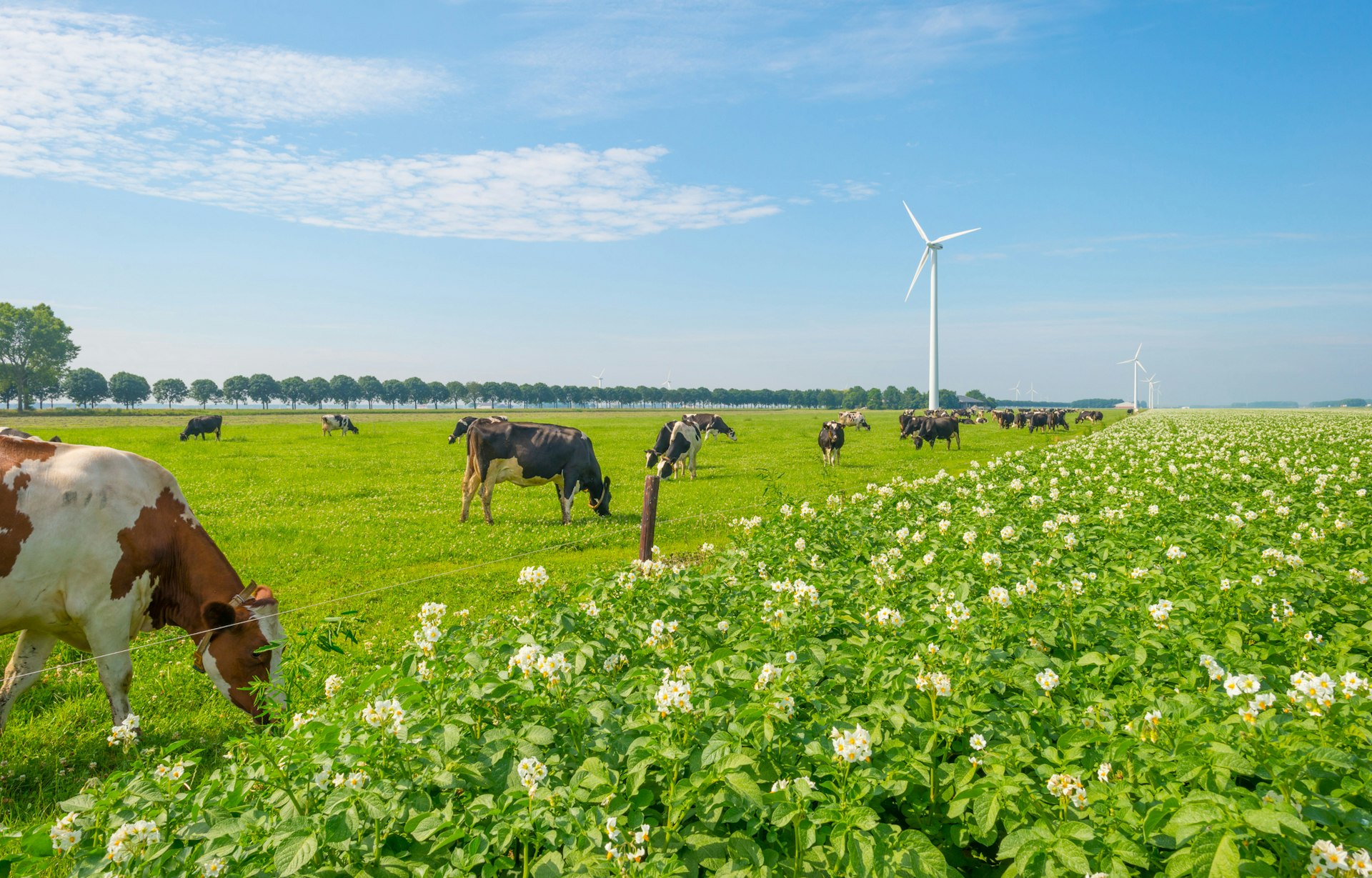 Alles over Flevoland: ontstaan, groei en wat je niet mag missen