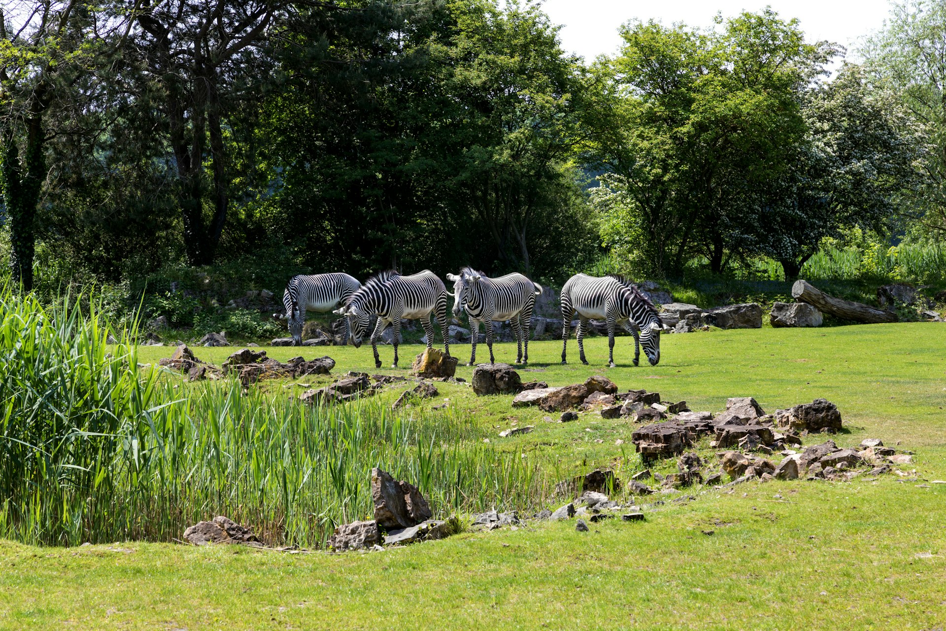 Dierentuin tips voor kinderen: Ontdek, leer en geniet!