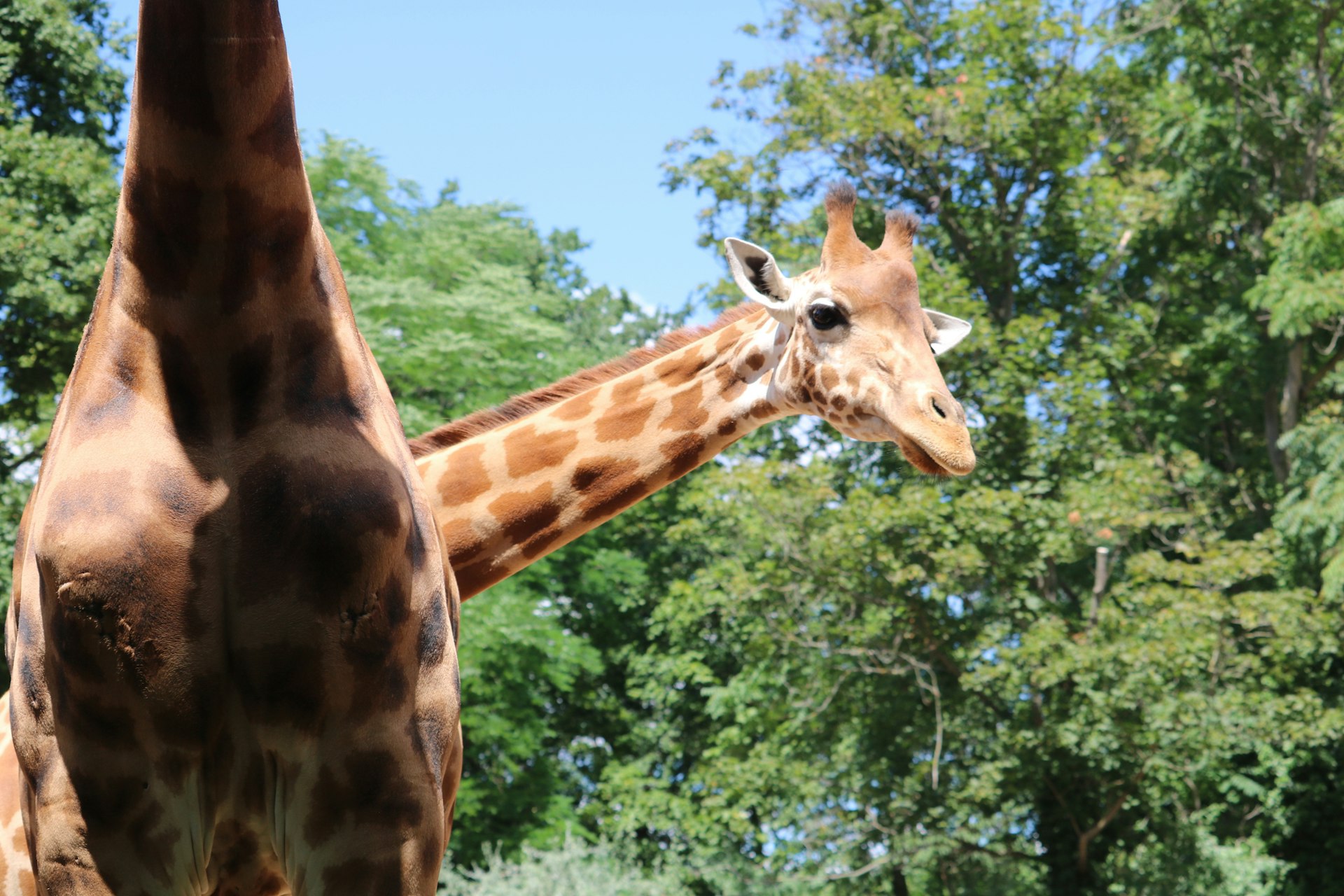 Ontdek Zoo Dresden met korting