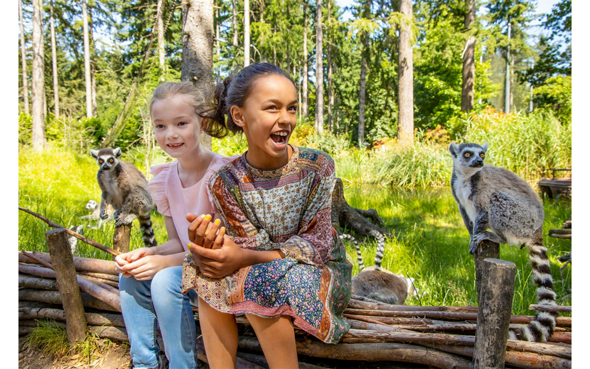 ZOOmer Festival: Zwoele zomeravonden vol dieren, muziek en plezier in DierenPark Amersfoort