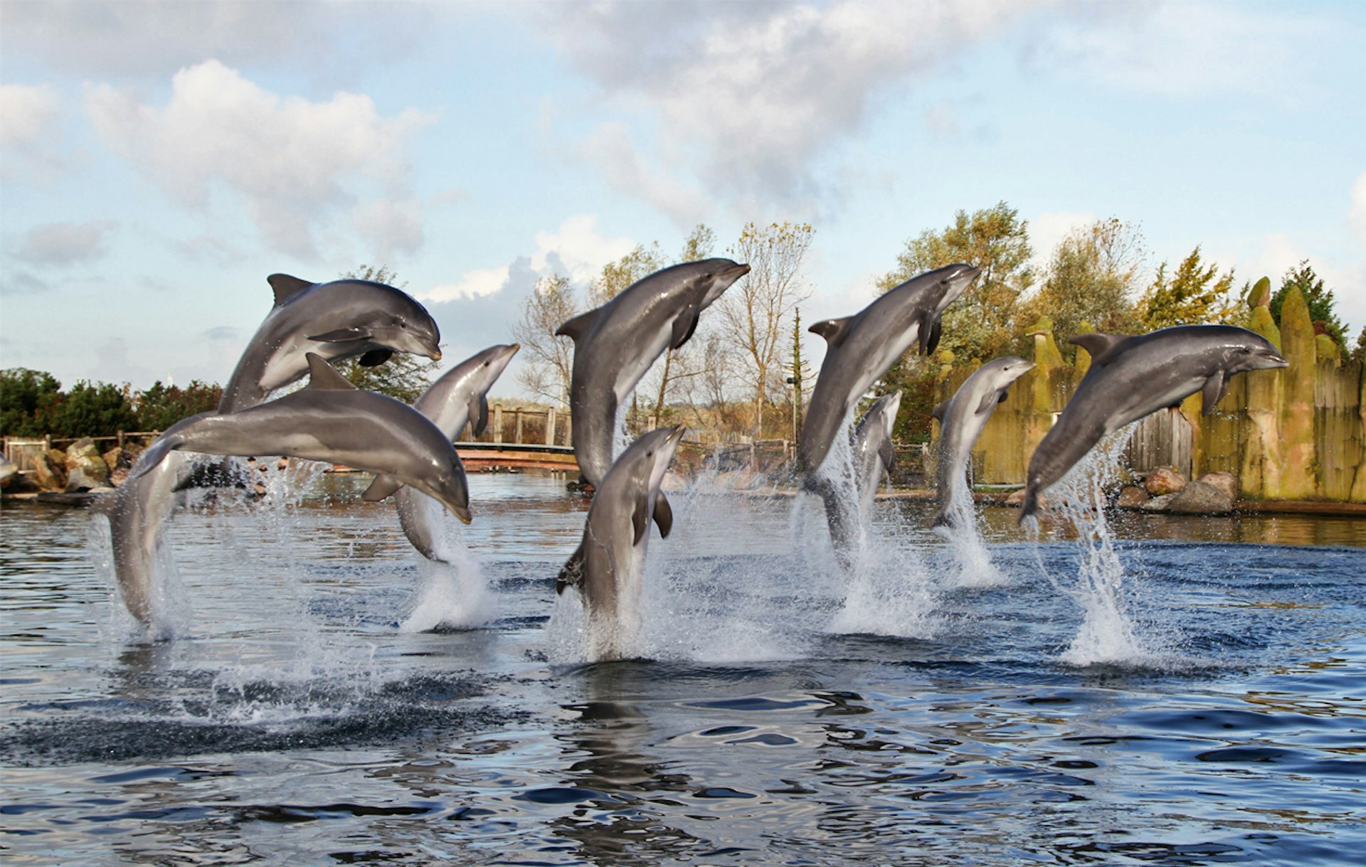 Ontdek Dolfinarium Harderwijk met korting