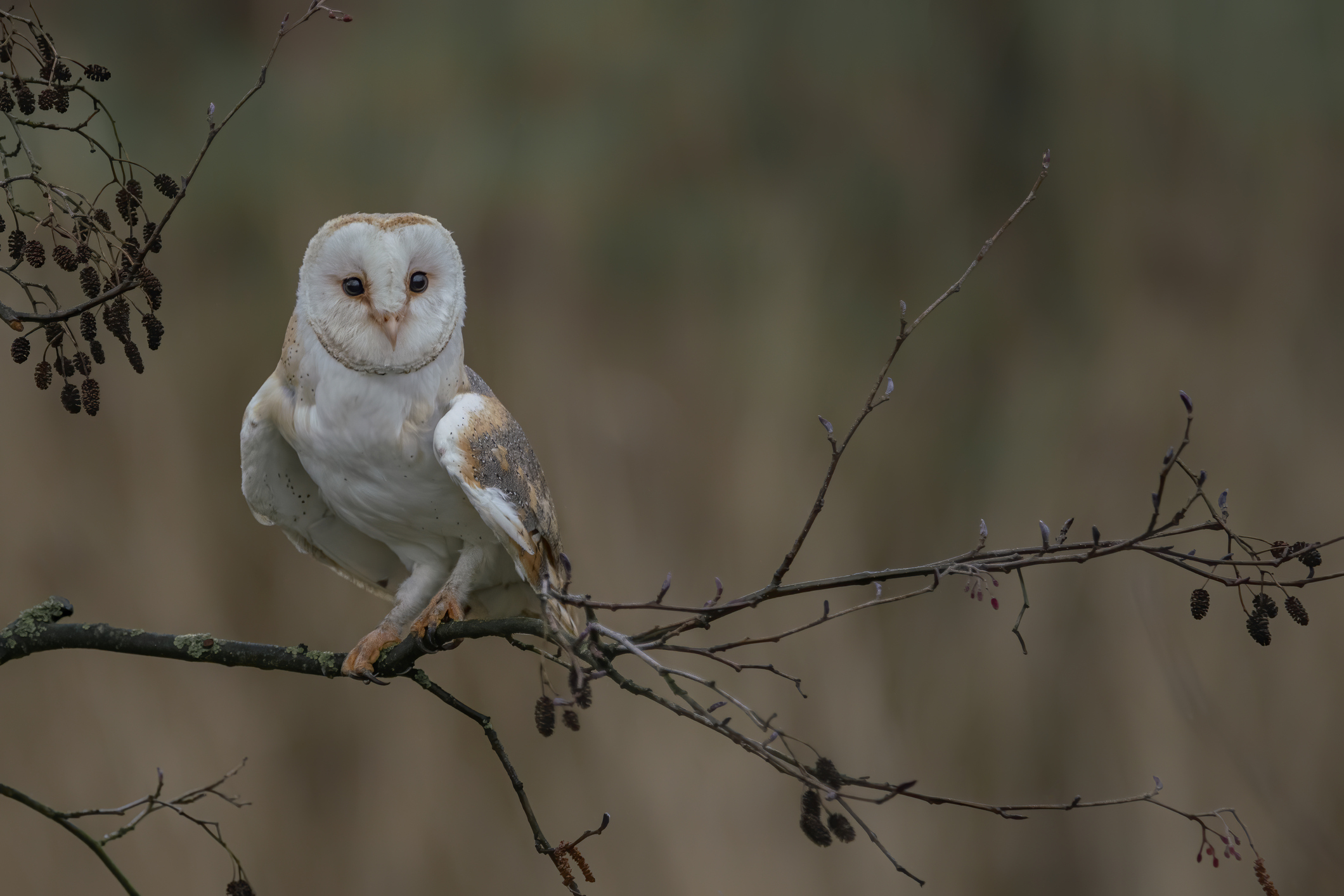 Ontdek Dierenpark de Paay met korting