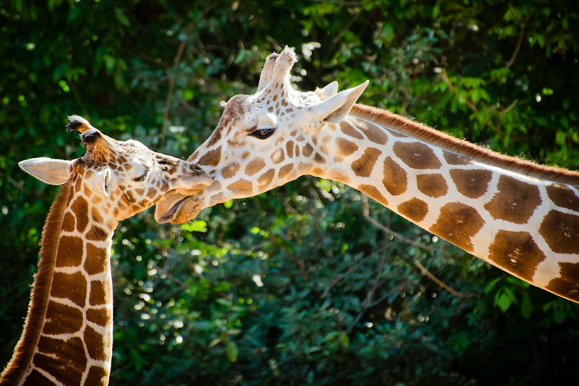 Ontdek Monde Sauvage Safaripark met korting