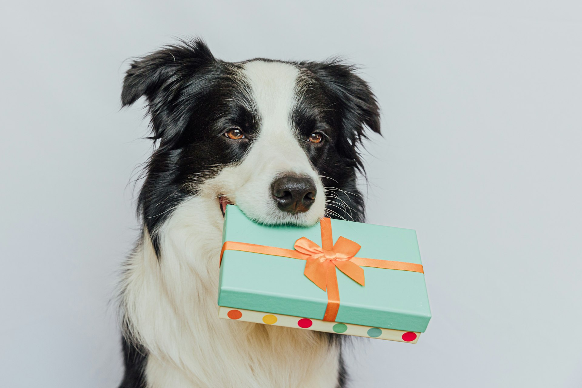 Vier Wereld Dierendag: Een dag vol liefde voor alle dieren