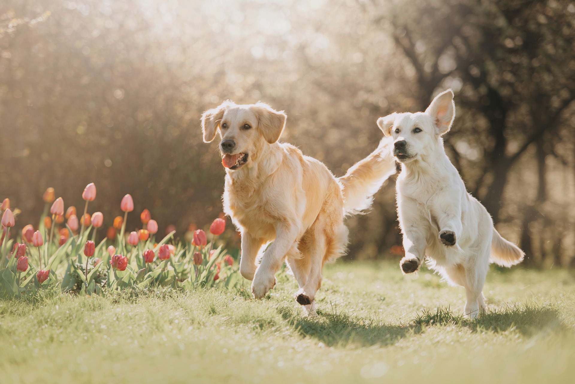 Een dagje uit met je hond: Avontuur, plezier en quality time
