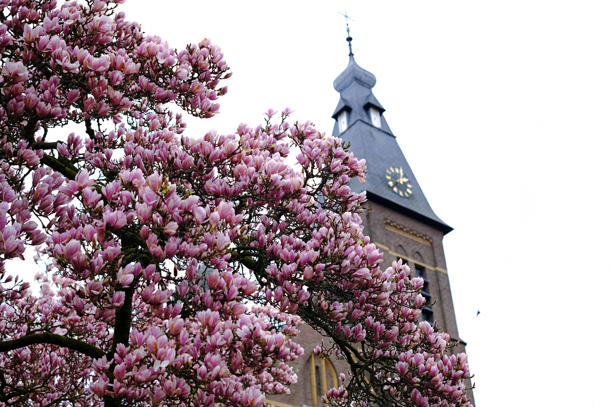 Beleef Veghel: natuur, cultuur en bourgondisch genieten in hartje Brabant
