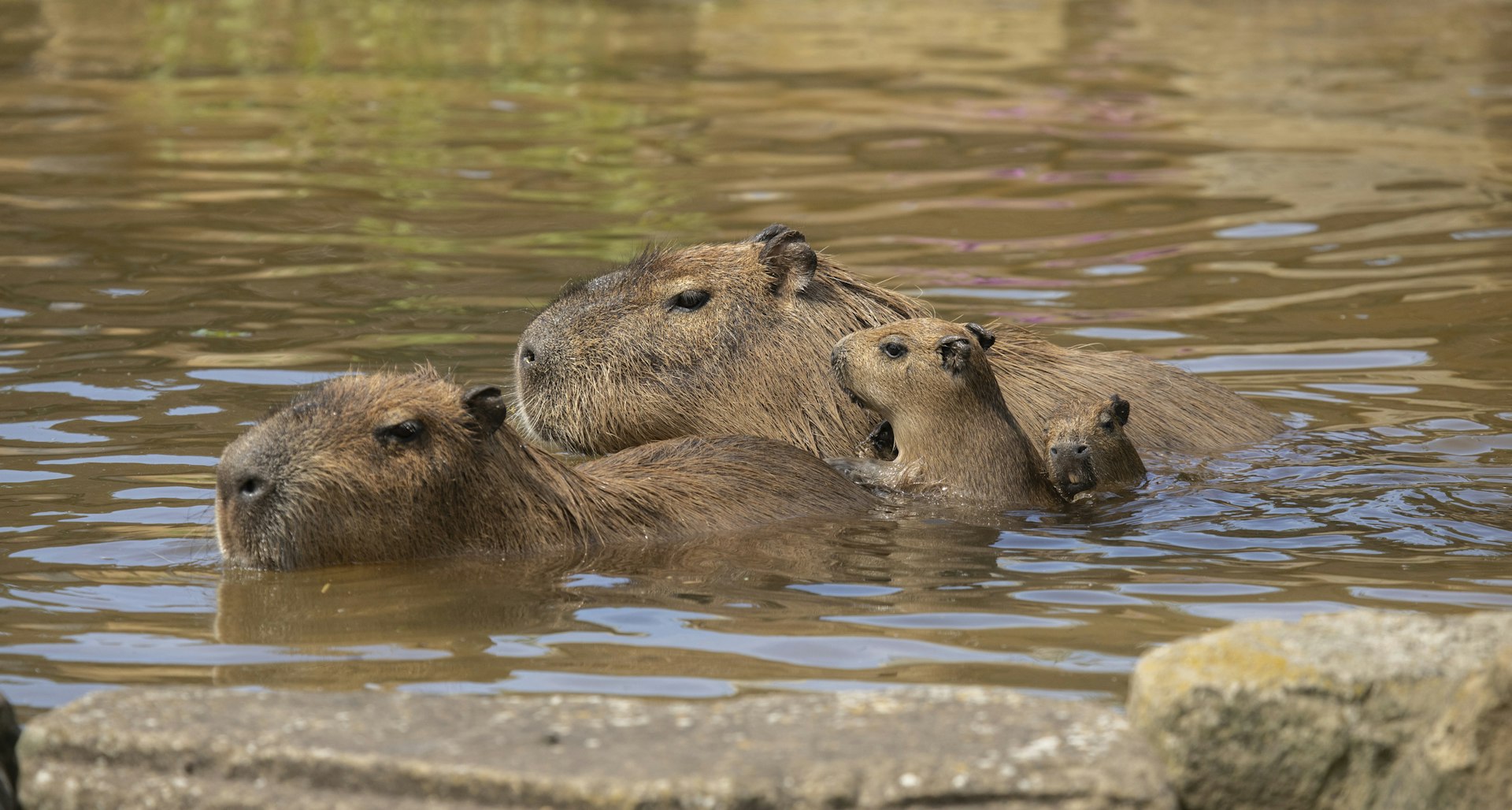 Ontdek Faunapark Flakkee met korting