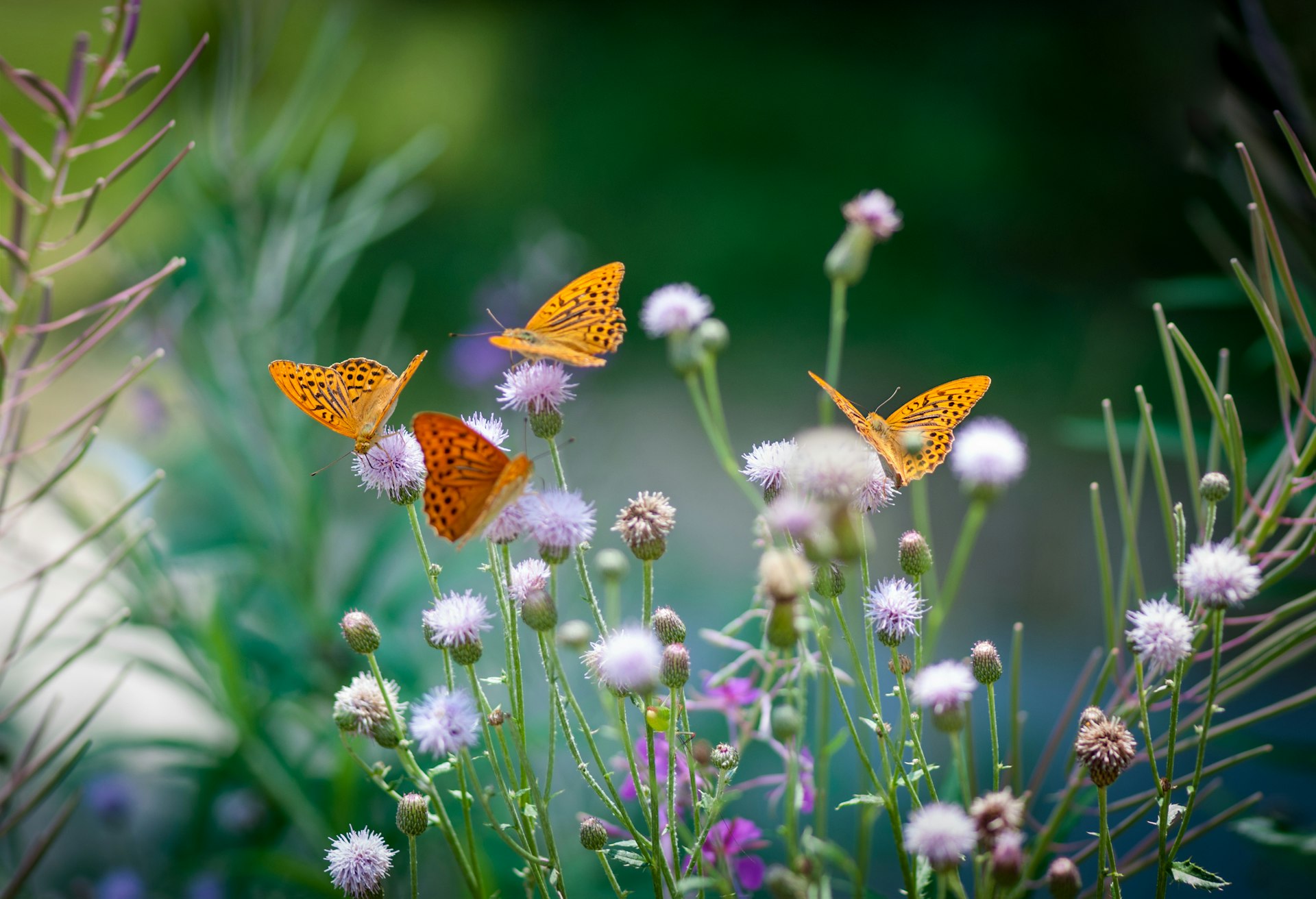 Ontdek Vlinders aan de Vliet met korting