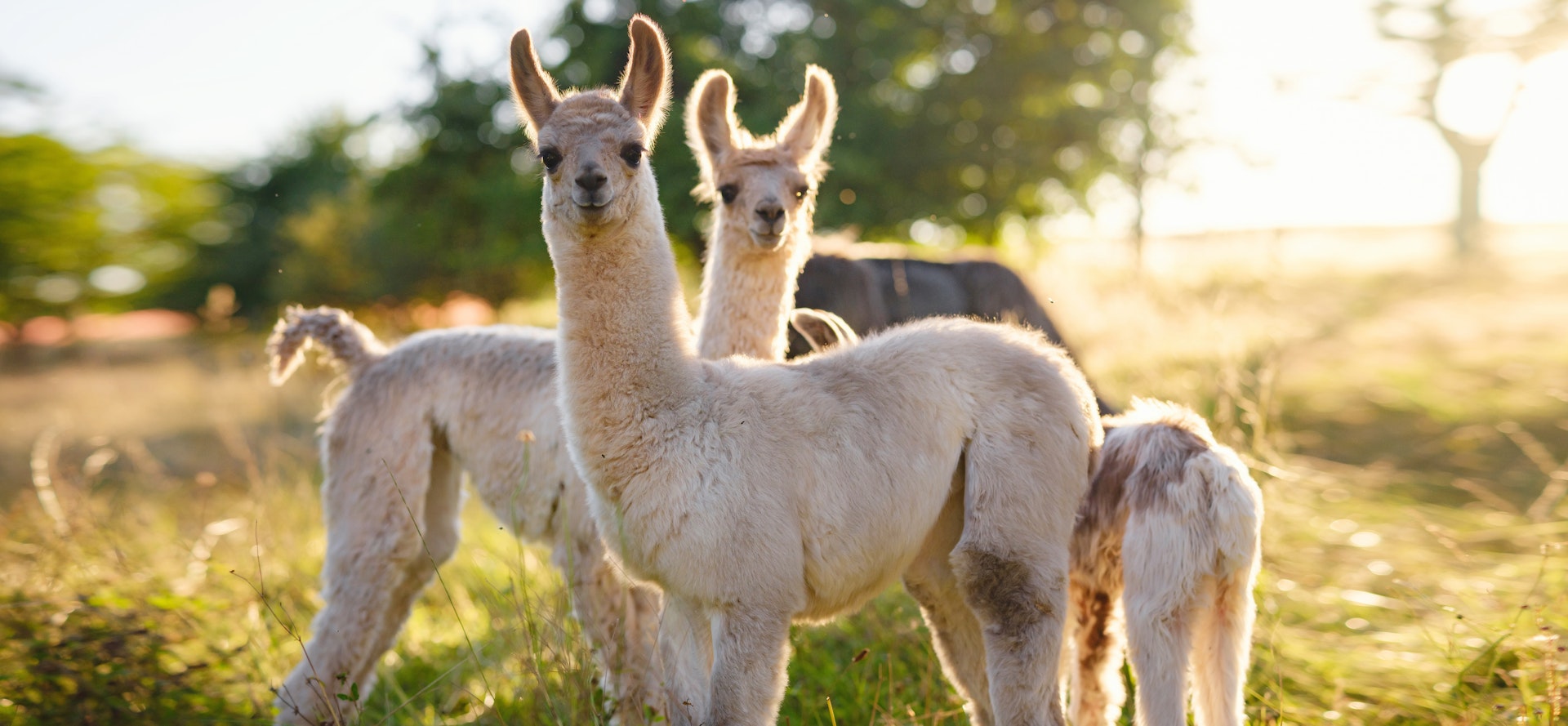 Ontdek Alpaca Boerderij Maasvallei met korting