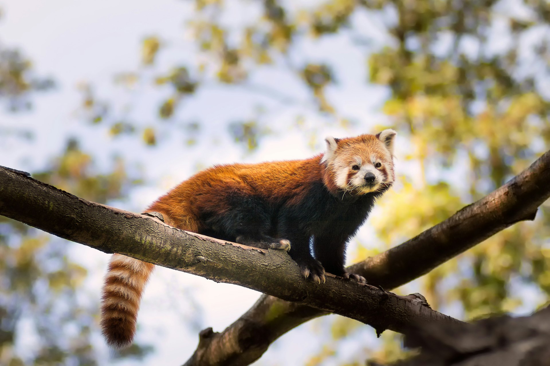 Ontdek Zoo Planckendael met korting