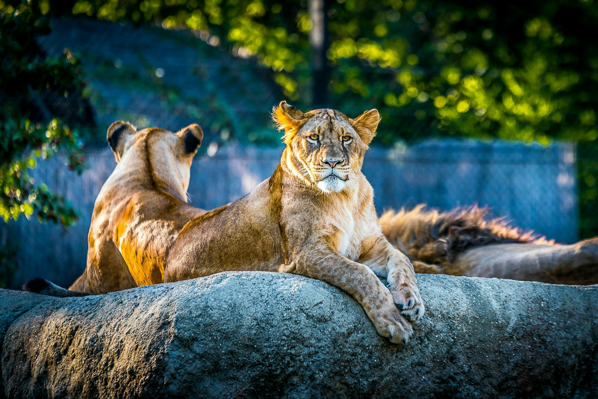 Ontdek dierentuin Artis met korting