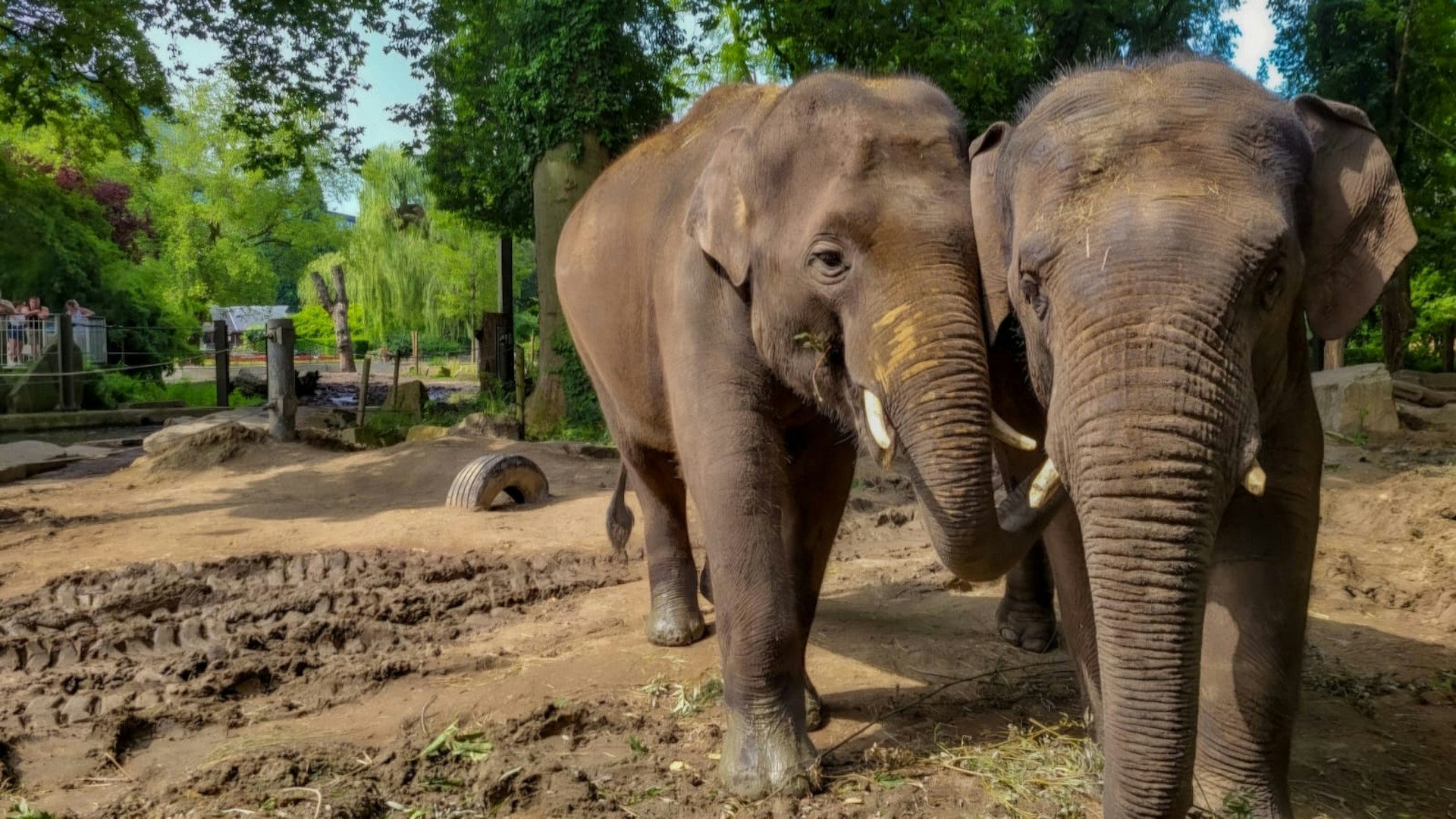 Ontdek dierentuin ZOO Antwerpen met korting