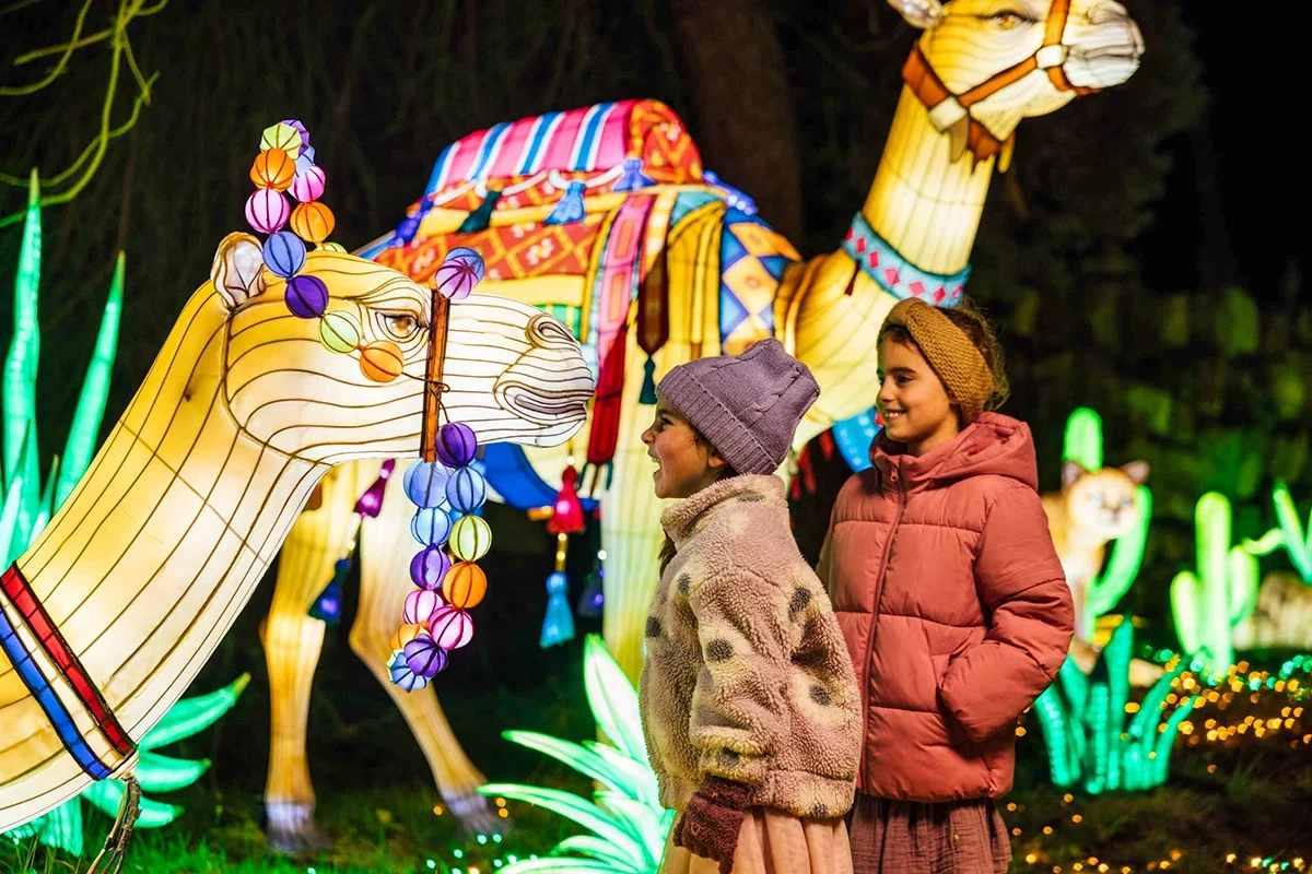 Ontdek Light Safari (Beekse Bergen) met korting