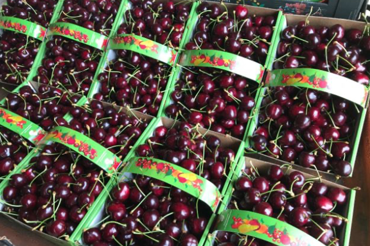 Kersen plukken bij Streeckerij de Betuwe