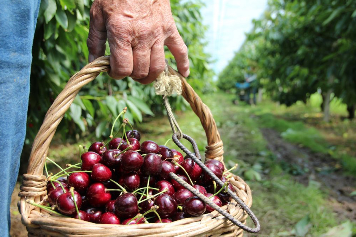 Kersen plukken bij Streeckerij de Betuwe