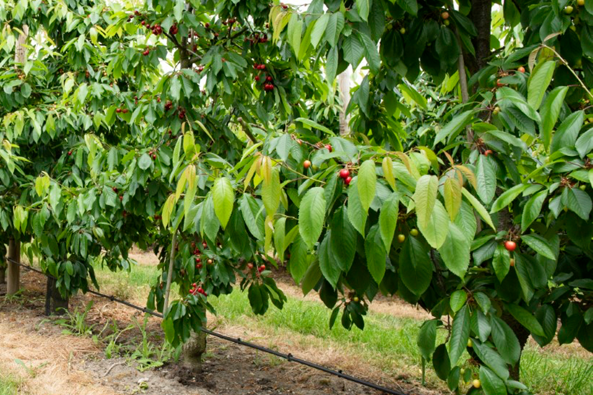 Kersen plukken bij Streeckerij de Betuwe