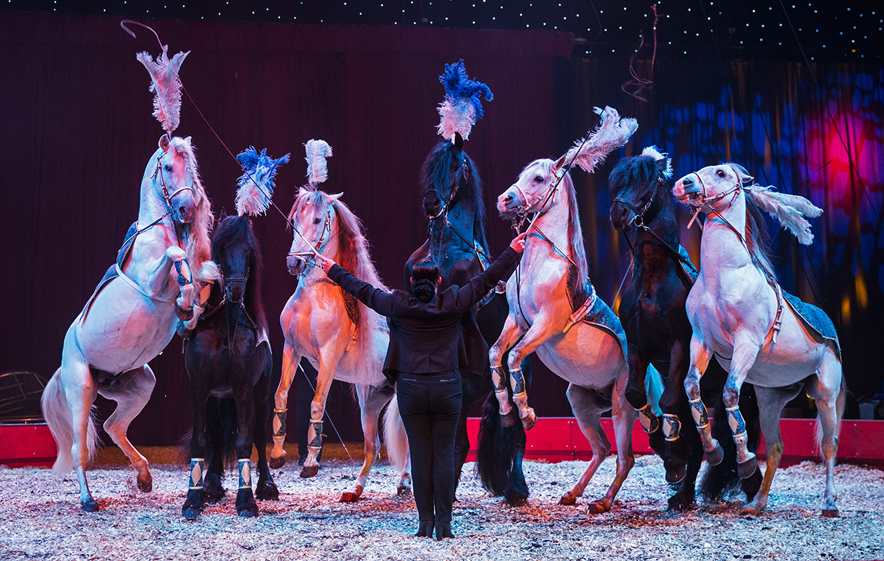 Een fantastische en flitsende voorstelling bij Kerstcircus Enschede